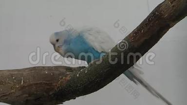 树枝上的蓝白鹦鹉